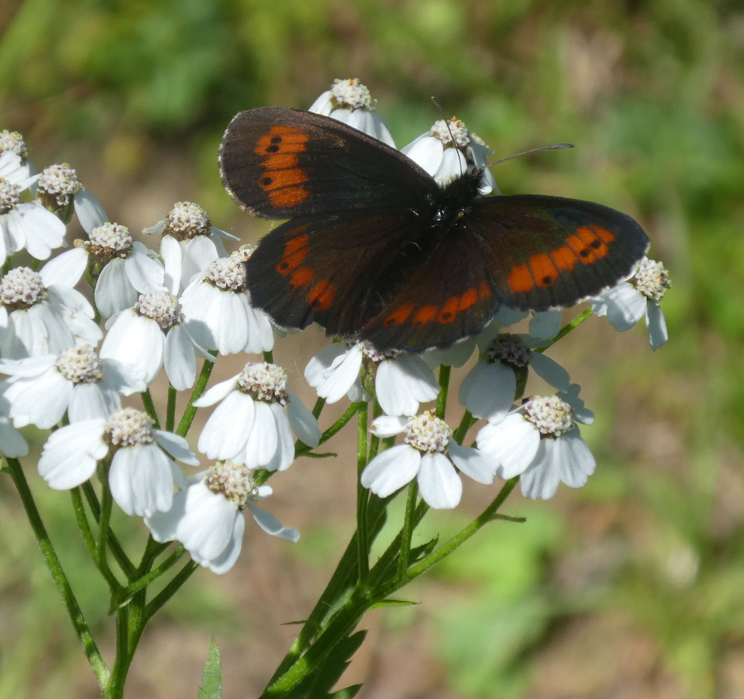 Erebia da det.